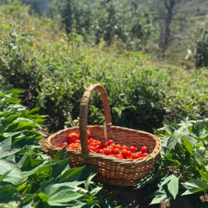 Imagem WhatsApp 2025-09-30 às 13.01.47_2ccd03db