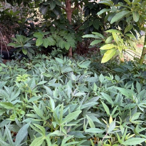 Imagem WhatsApp 2025-10-12 às 12.10.43_a29535b9