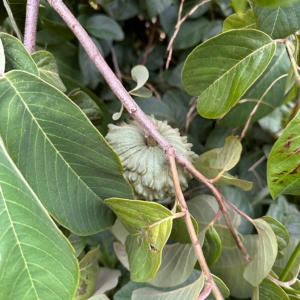 Imagem WhatsApp 2025-10-12 às 12.10.43_ea6d297b