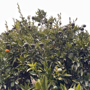 Imagem WhatsApp 2025-10-12 às 12.10.44_acc16c54