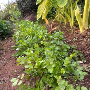 Imagem WhatsApp 2025-10-12 às 12.10.44_da4e19a0